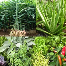 Medicinal plant identifier 아이콘